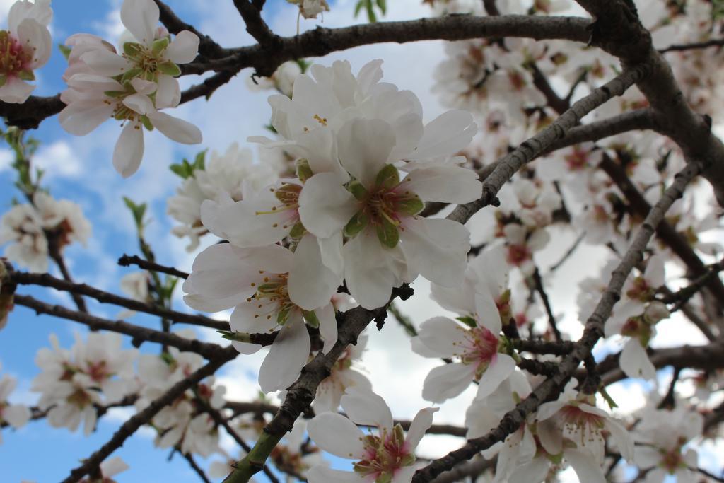 Bigaro Bed & Breakfast Conversano Bagian luar foto